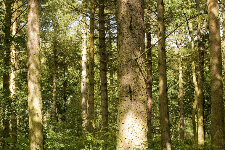 Sustainable UK Logging